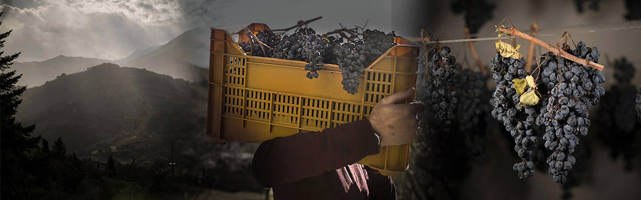 Il trasporto dei grappoli di Vernaccia in cassetta